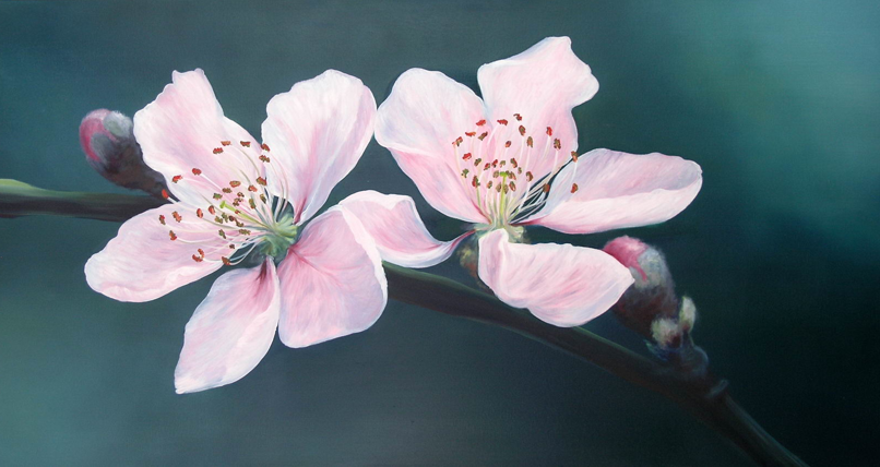 806x428 Ai Look Amazing When The Cherry Blossom Flower Blows By You - Cherry Blossom Flower Painting