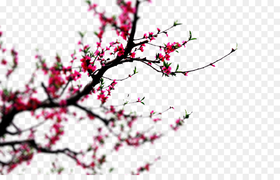 900x580 Cherry Blossom Ink Wash Painting Chinoiserie Poster - Cherry Blossom Tree Ink Painting