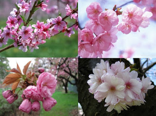 320x239 Art - Cherry Blossom Tree Ink Painting