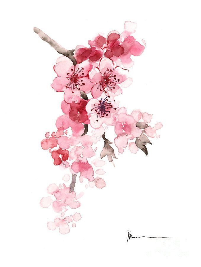 679x900 Image Result For Japanese Cherry Blossom Tree Watercolor Tattoo - Cherry Blossom Tree Watercolor Painting