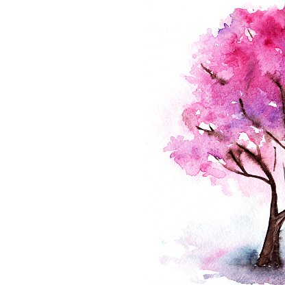 416x416 Watercolor Single Pink Cherry Sakura Tree Isolated Stock Vectors - Cherry Blossom Tree Watercolor Painting