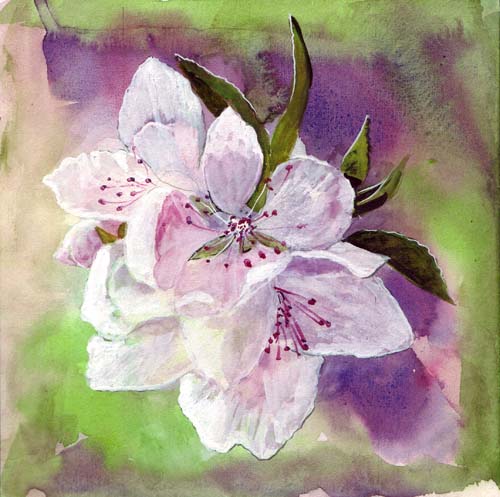 Cherry Blossom Watercolor Painting