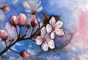 300x207 Cherry Blossom Watercolor Paintings Fine Art America - Cherry Blossom Watercolor Painting