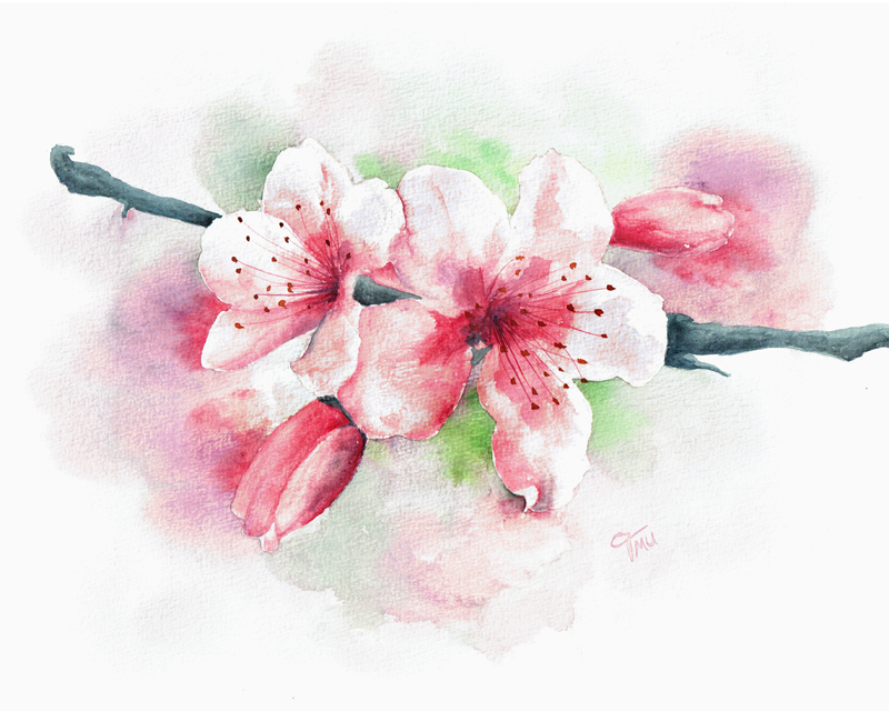 800x640 Cherry Blossoms [Watercolor] Tmu Creative Works Art By Tanja - Cherry Blossom Watercolor Painting