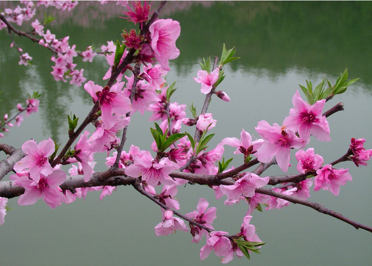 740x528 Kids' Crafts Cherry Blossom Watercolor Painting - Cherry Blossom Watercolor Painting