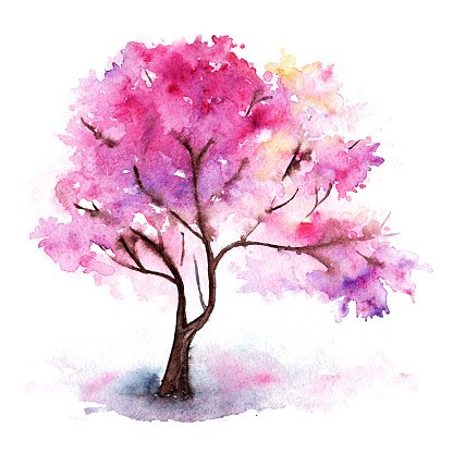 416x416 Watercolor Single Pink Cherry Sakura Tree Isolated Stock Vectors - Cherry Blossom Watercolor Painting