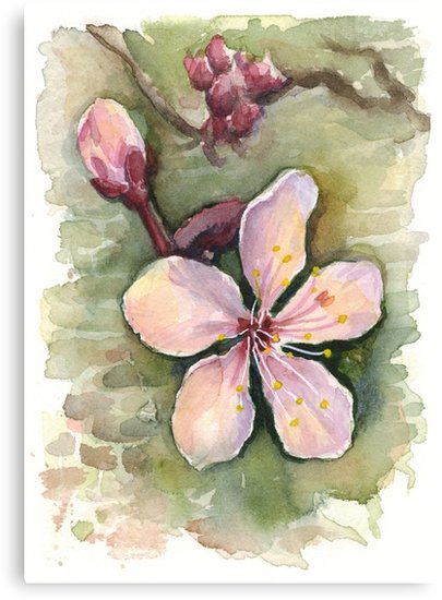 405x550 Cherry Blossom Watercolor Painting Canvas Prints By Olga - Cherry Blossom Watercolor Painting