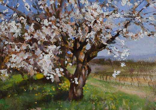 520x368 Daily Paintings Cherry Tree In Blossom Postcard From Provence - Cherry Tree Painting