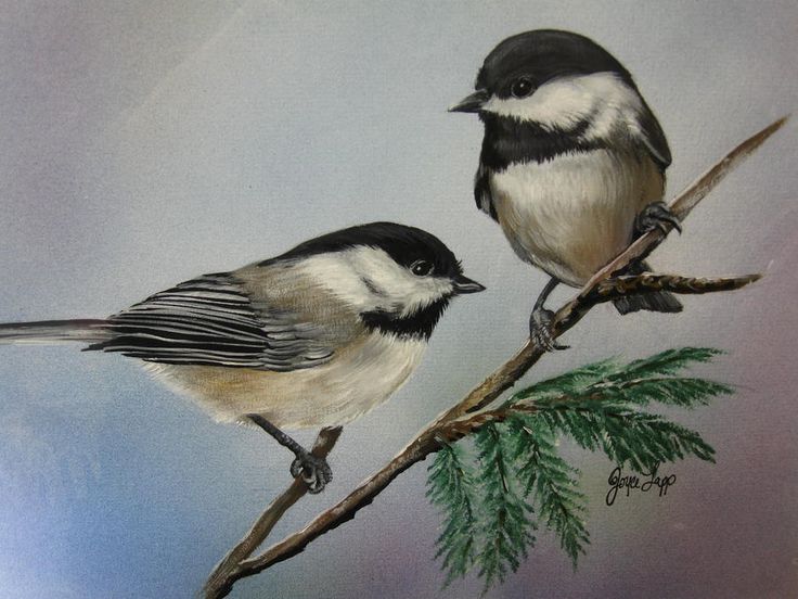 736x552 The 72 Best Chickadees Images On Beautiful Birds - Chickadee Painting
