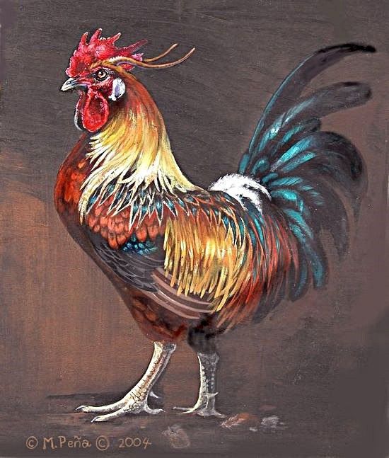 550x647 Pin By Tatyana Ivanova On Bird, Chicken Art - Chicken Painting
