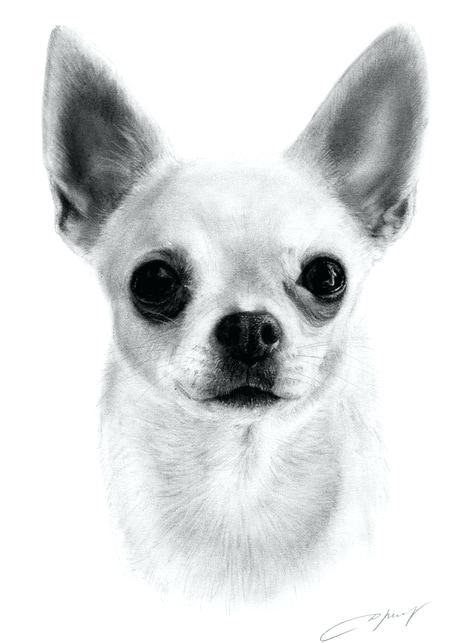 Chihuahua Painting at PaintingValley.com | Explore collection of ...