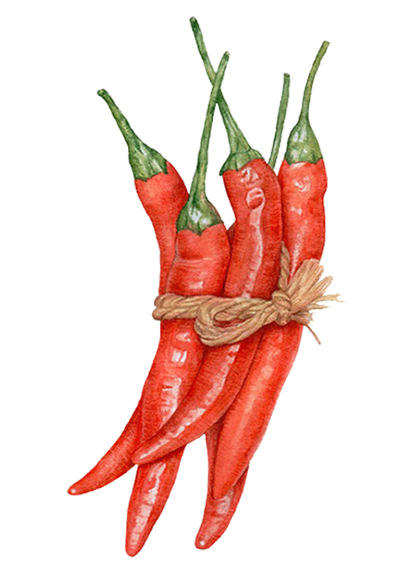 813x1154 Capsicum Annuum Watercolor Painting Chili Pepper Drawing - Chili Pepper Painting