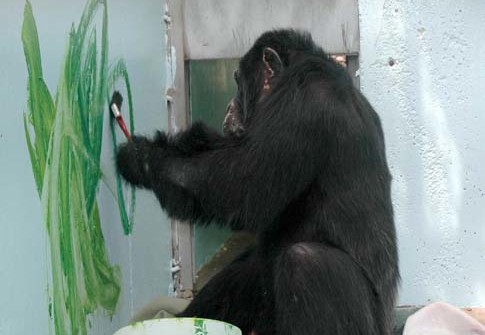 485x335 Enrichment - Chimp Painting