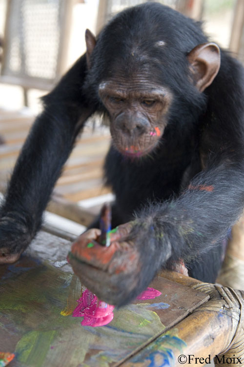 500x752 Gurney Journey Why Do Chimps Paint - Chimp Painting
