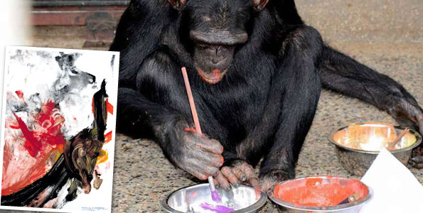 595x300 Medina The Chimp Shows Off Skills - Chimp Painting