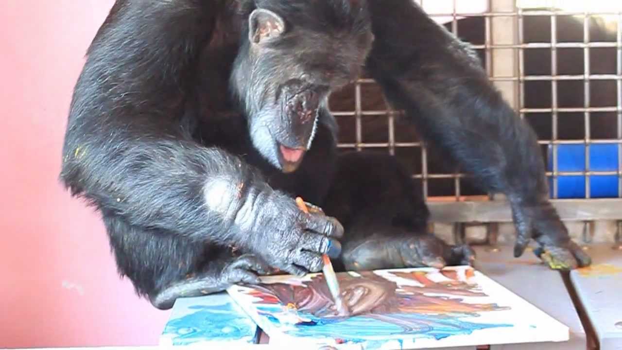 1280x720 Save The Chimps' Beloved Resident Cheetah Enjoying One Of His - Chimp Painting