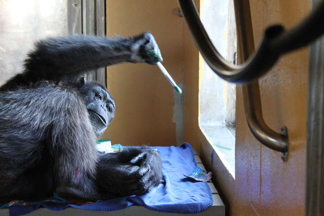 640x426 Smart Chimp Once Kept As A Pet Loves To Paint Now - Chimp Painting