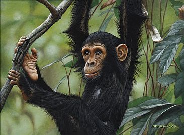 366x269 Young Chimpanzee - Chimp Painting