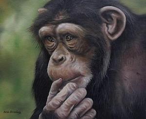 300x244 Wonderful Sarah Stribbling Oil Painting Of A Chimpanzee Monkey - Chimpanzee Painting