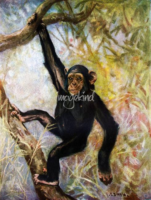 491x650 Chimpanzee By Markkumurto - Chimpanzee Painting