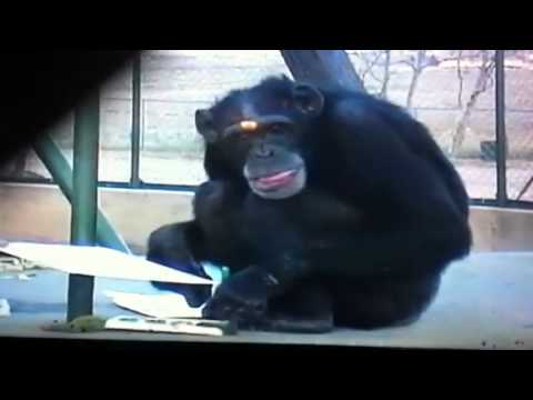 480x360 Chimp Painting - Chimpanzee Painting