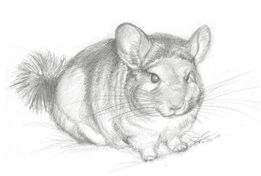 878x592 Chinchilla Scetch Realistic By Chinchilla Madness - Chinchilla Painting