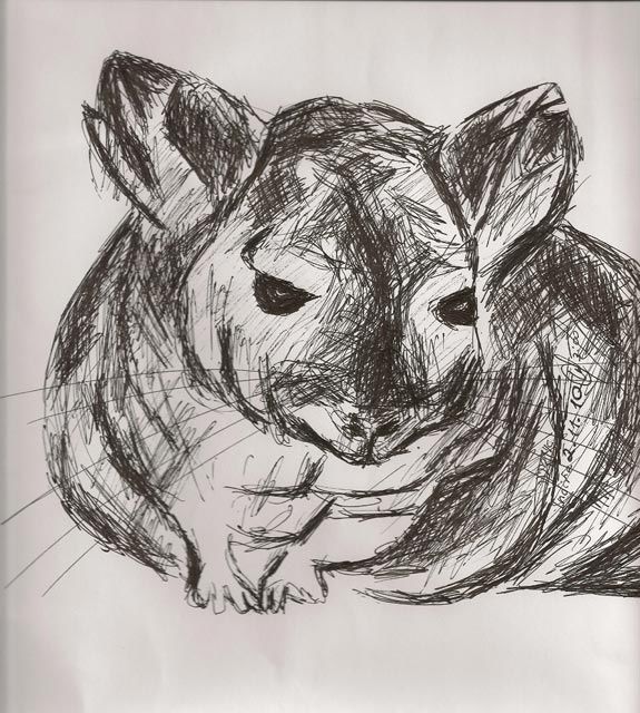 575x640 Chinchilla (Indira Yartsev) - Chinchilla Painting