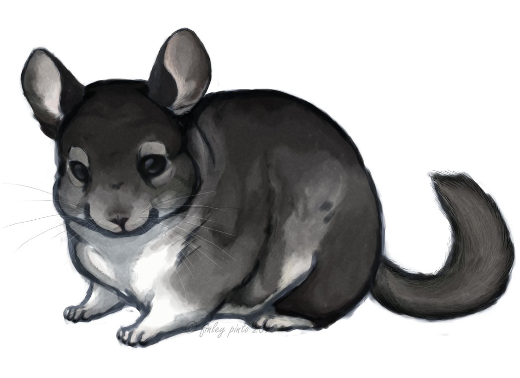 1048x762 Chinchilla Painting Chosen For The Ecbc Calendar! By Prince Ass - Chinchilla Painting