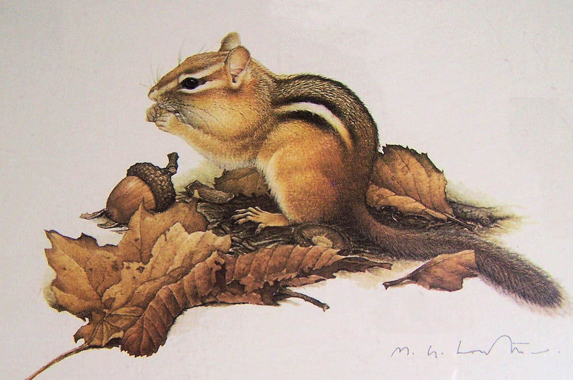 1127x749 Glen Loates Seeker Of Truth - Chipmunk Painting