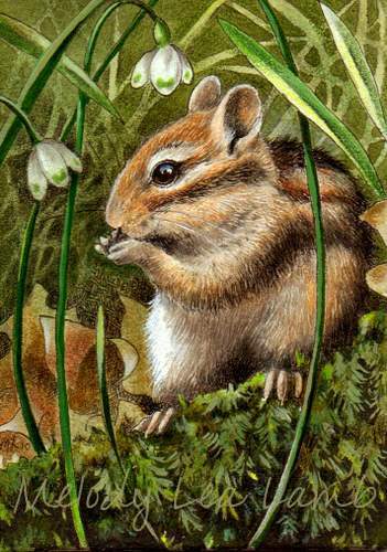 351x500 Melody Lea Lamb's Art Chipmunk Miniature Painting Complete! - Chipmunk Painting
