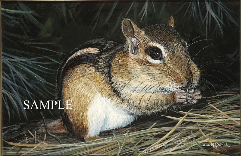 800x517 Picnic In The Pines Wildlife Painting Of A Chipmunk - Chipmunk Painting