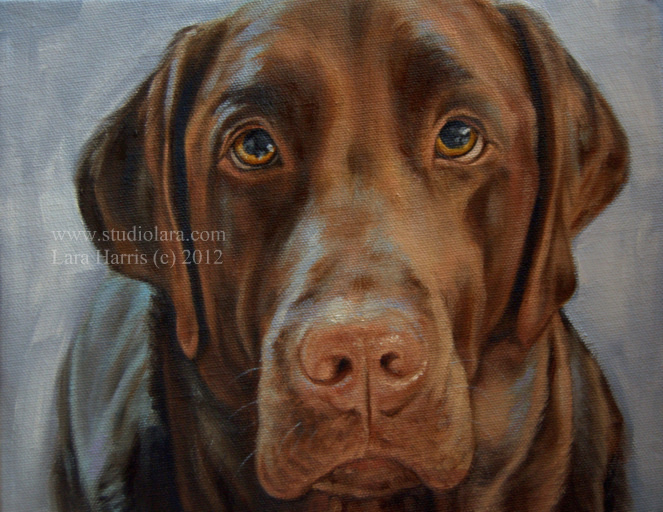 663x512 Chocolate Lab Painting In Oil (Sold Private Commission - Chocolate Lab Painting