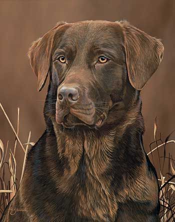 350x444 Loyal Companion Chocolate Lab Painting By Scot Storm Man's Best - Chocolate Lab Painting