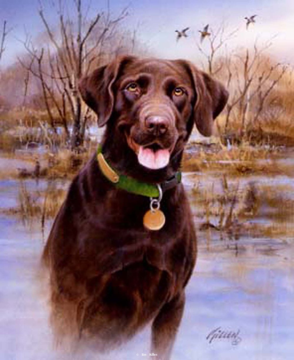 1000x1223 My Companion Labrador Painting By Jim Killen - Chocolate Lab Painting