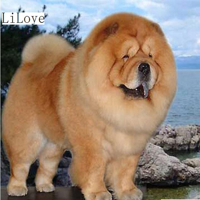 640x640 Li Loye 5d Diy Diamond Painting Cross Stitch Animal Diamond - Chow Chow Painting