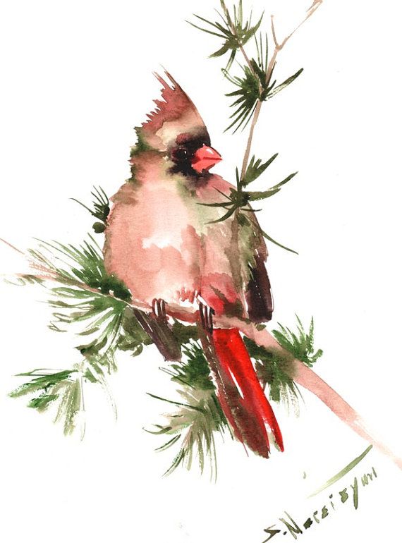 570x770 Female Northern Cardinal, Original Watercolor Painting, 12 X 9 - Christmas Bird Painting