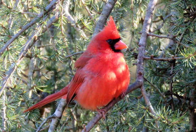 640x431 Painting The Town Red I Love Red - Christmas Bird Painting