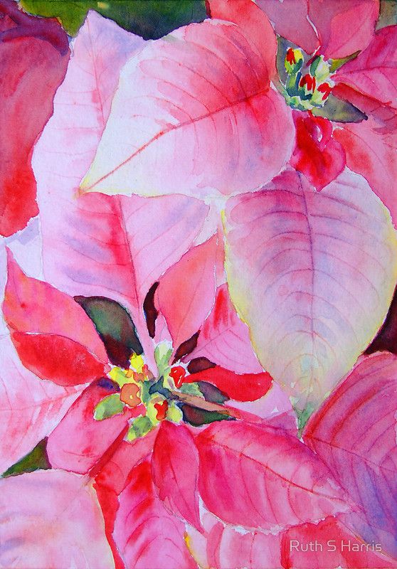 558x800 Christmas Poinsettia By Ruth S Harris Draw Watercolor - Christmas Poinsettia Painting