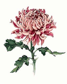 255x321 Mahuaf X588 Diy Oil Painting By Numbers Chrysanthemum Flowers Wall - Chrysanthemum Painting