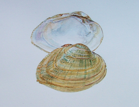 450x347 Snuffbox Mussels, Male And Female (Watercolour Approx 3 X 4 - Clam Painting