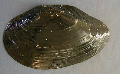 400x247 Rare Vintage Painting On Large Clam Shell Bad Elster - Clam Shell Painting