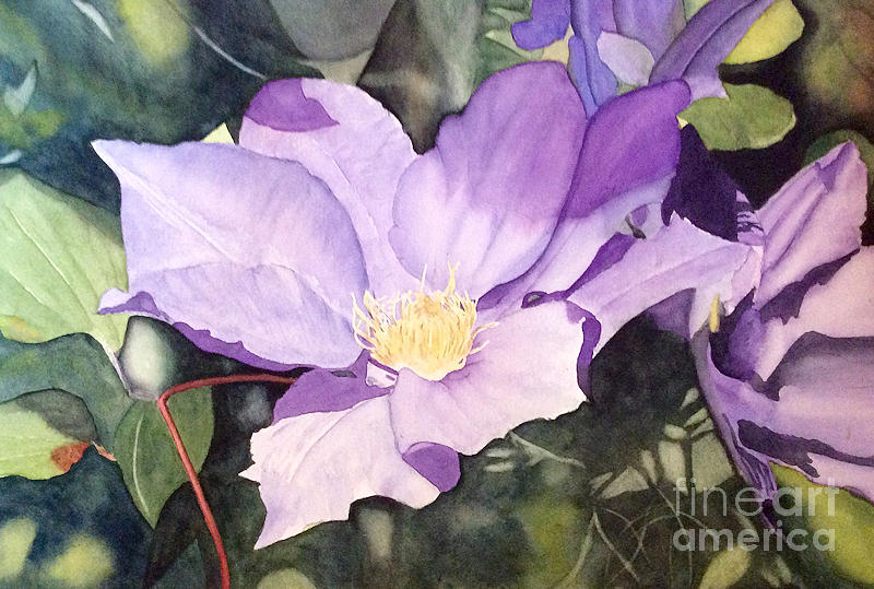 800x539 Clematis Painting By Johanne Tanguay - Clematis Painting