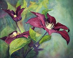 236x188 19 Best Paintings Of Clematis Images On Water Colors - Clematis Painting
