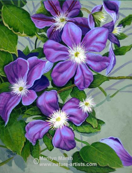 420x550 Nature Artists - Clematis Painting
