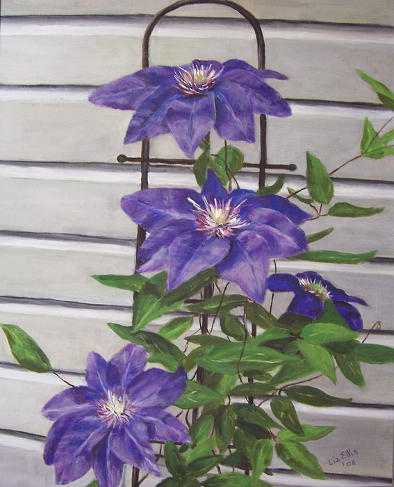 567x700 Purple Clematis Painting By Elizabeth Ellis - Clematis Painting