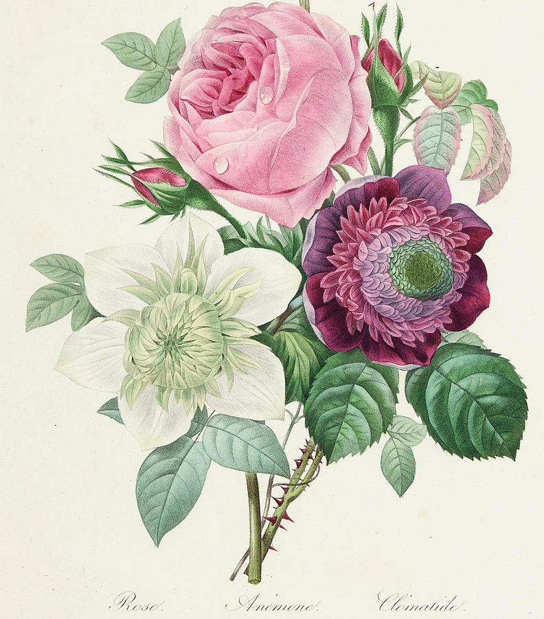 792x900 Rose Anemone And Clematis Painting By Pierre Joseph Redoute - Clematis Painting