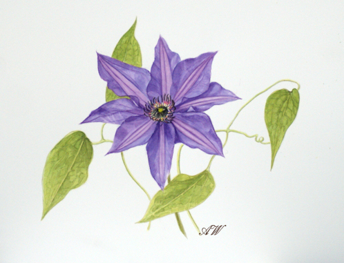 498x381 Painting For Distance Learning Course Botanical Illustration - Clematis Painting