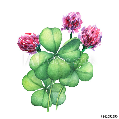 500x500 Green Four Leaf Clover With Pink Flowers. Hand Drawn Watercolor - Clover Painting