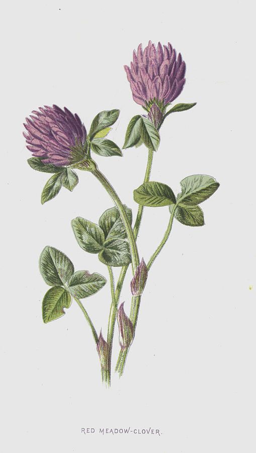 509x900 Red Meadow Clover Painting By Frederick Edward Hulme Future - Clover Painting