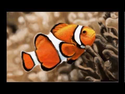 480x360 Clownfish Speed Painting By Damien Rowe - Clown Fish Painting
